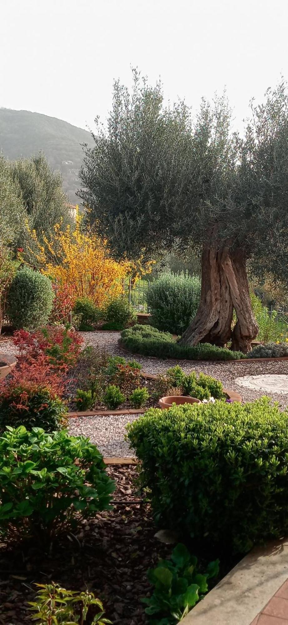 Готель Olivo Bonsai Пассіньяно-суль-Тразімено Екстер'єр фото